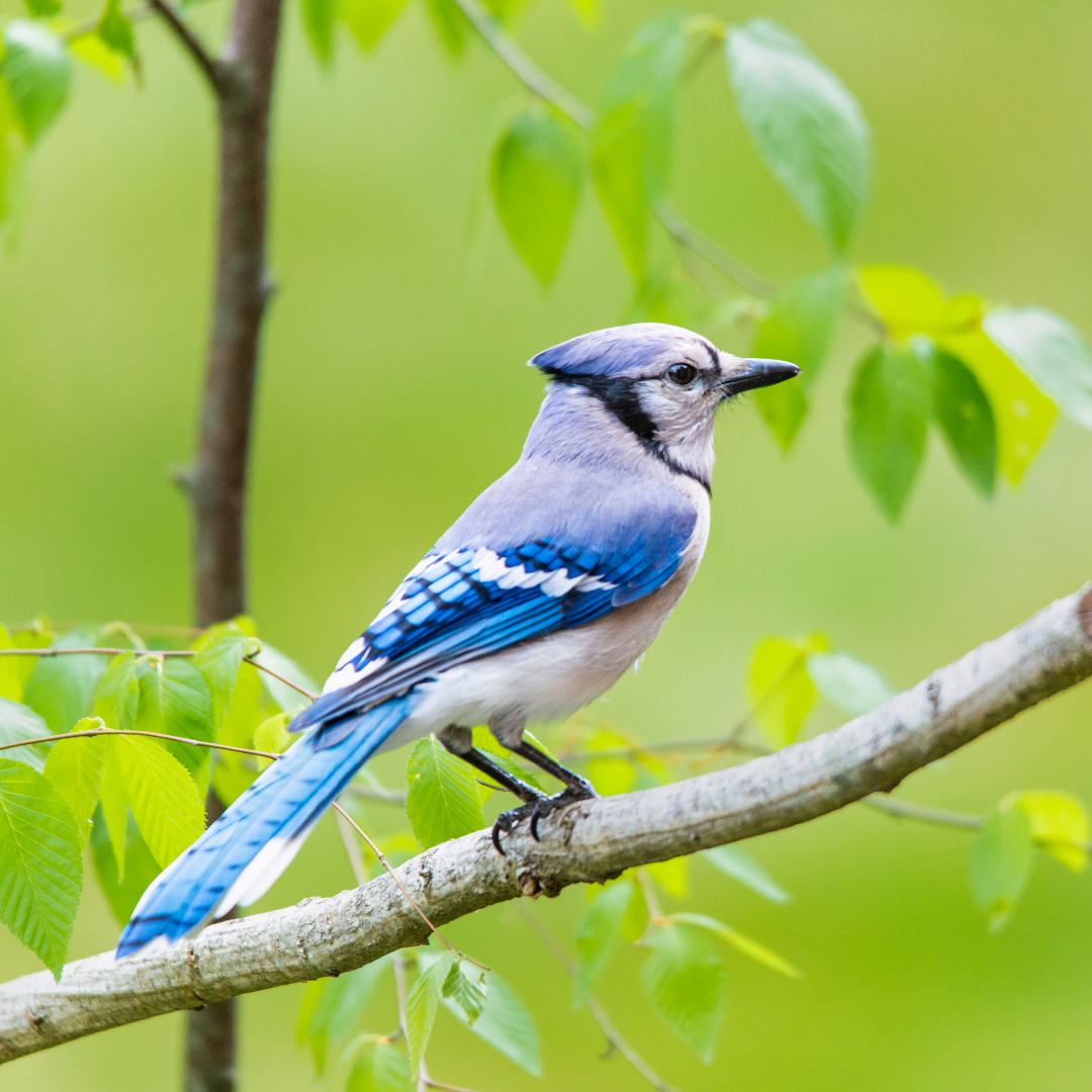 An adult Blue Jay sits on a branch in the foreground. In the background is a sapling trunk and green leaves. 